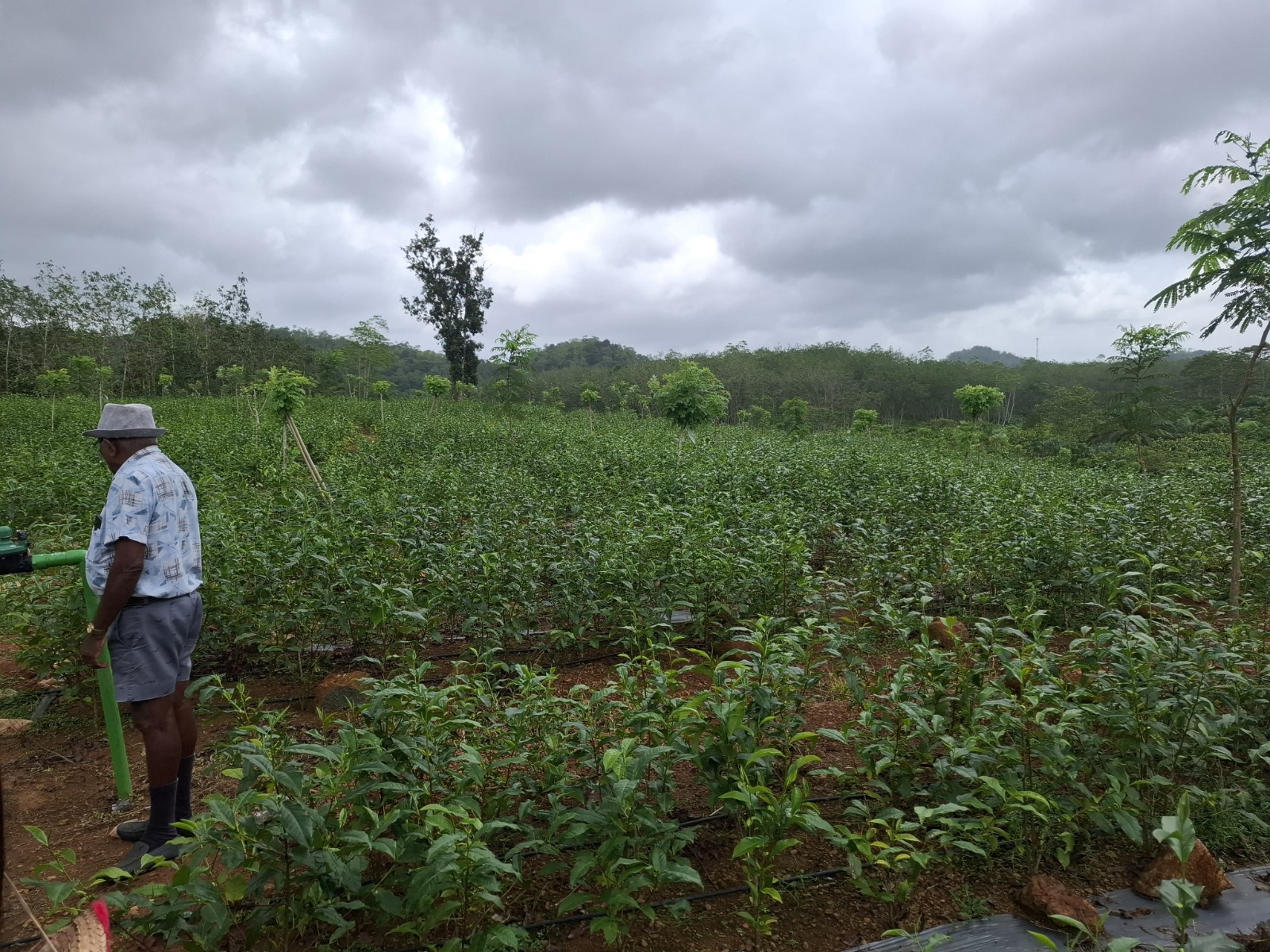 Field visit at tea estate 2