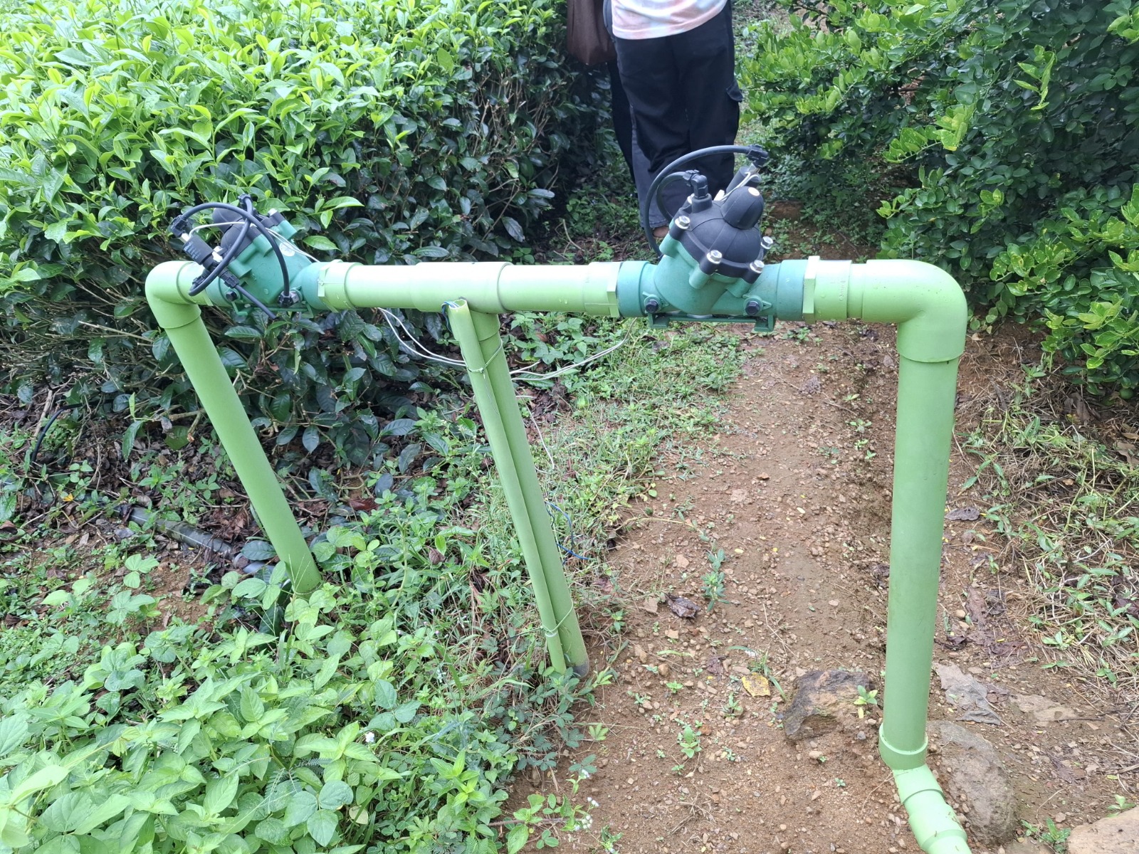 Field visit at tea estate 4